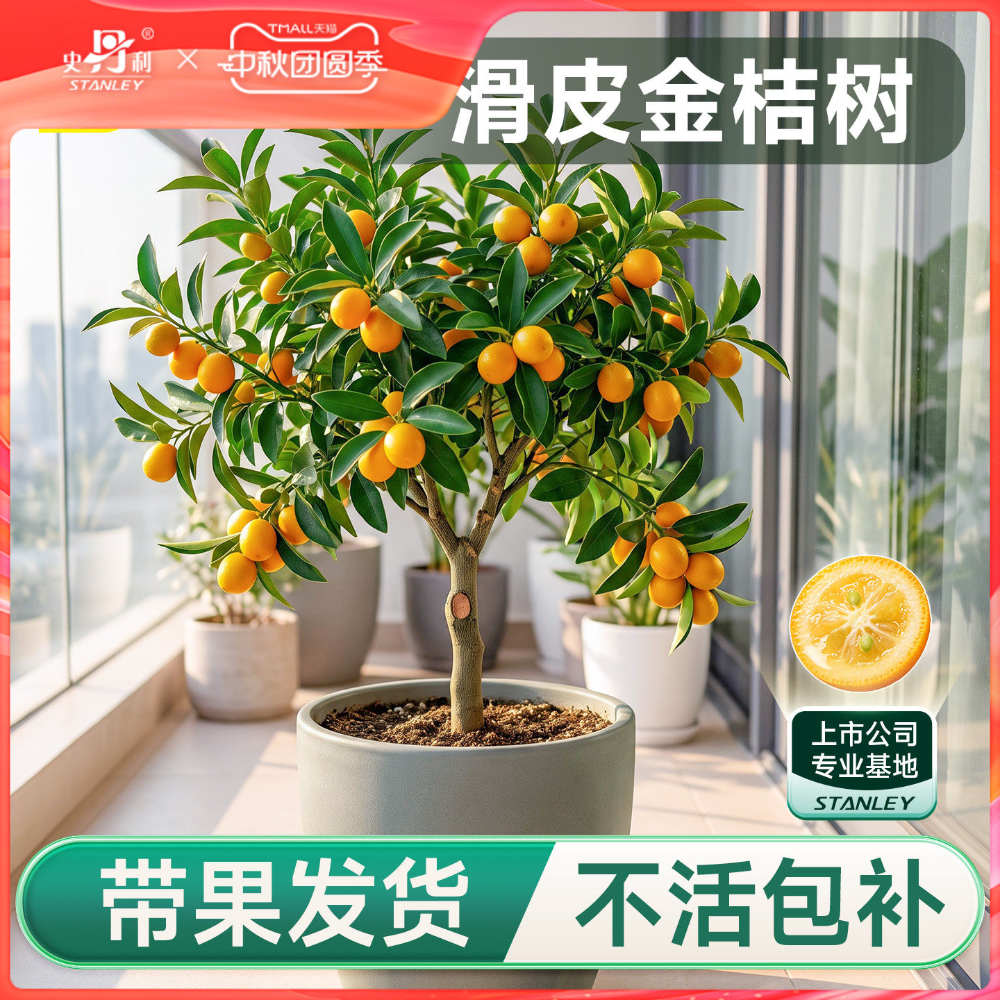 史丹利金桔树盆栽树苗可食用带果图片