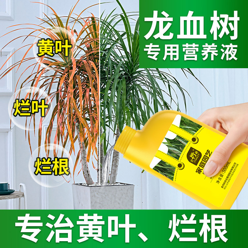 史丹利龙血树专用营养液治疗龙须树黄叶怎么养客厅绿植通用型肥料