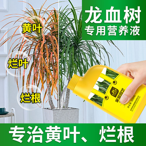 龙血树专用肥料告别黄叶