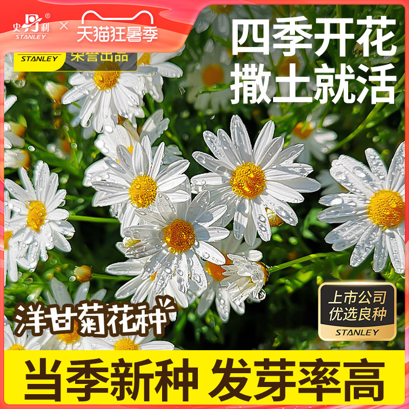 史丹利洋甘菊种子四季开花易活室内盆栽花卉白晶菊小雏菊花籽种子