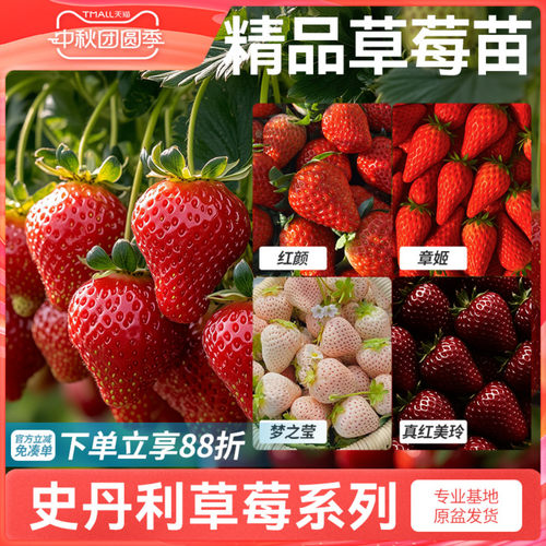 史丹利草莓苗盆栽壮苗易结果