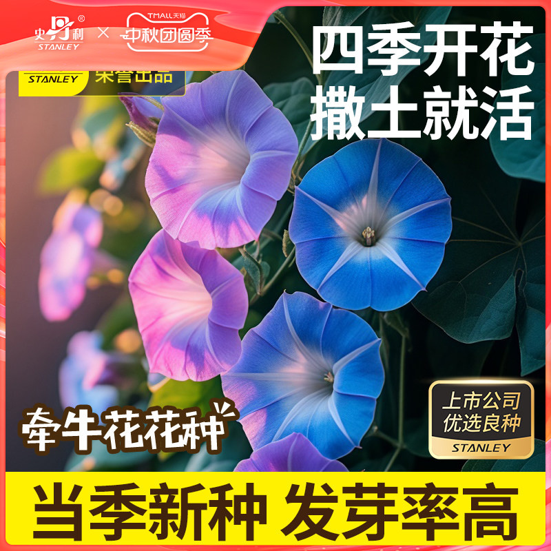 史丹利爬藤牵牛花种子四季赏花图片