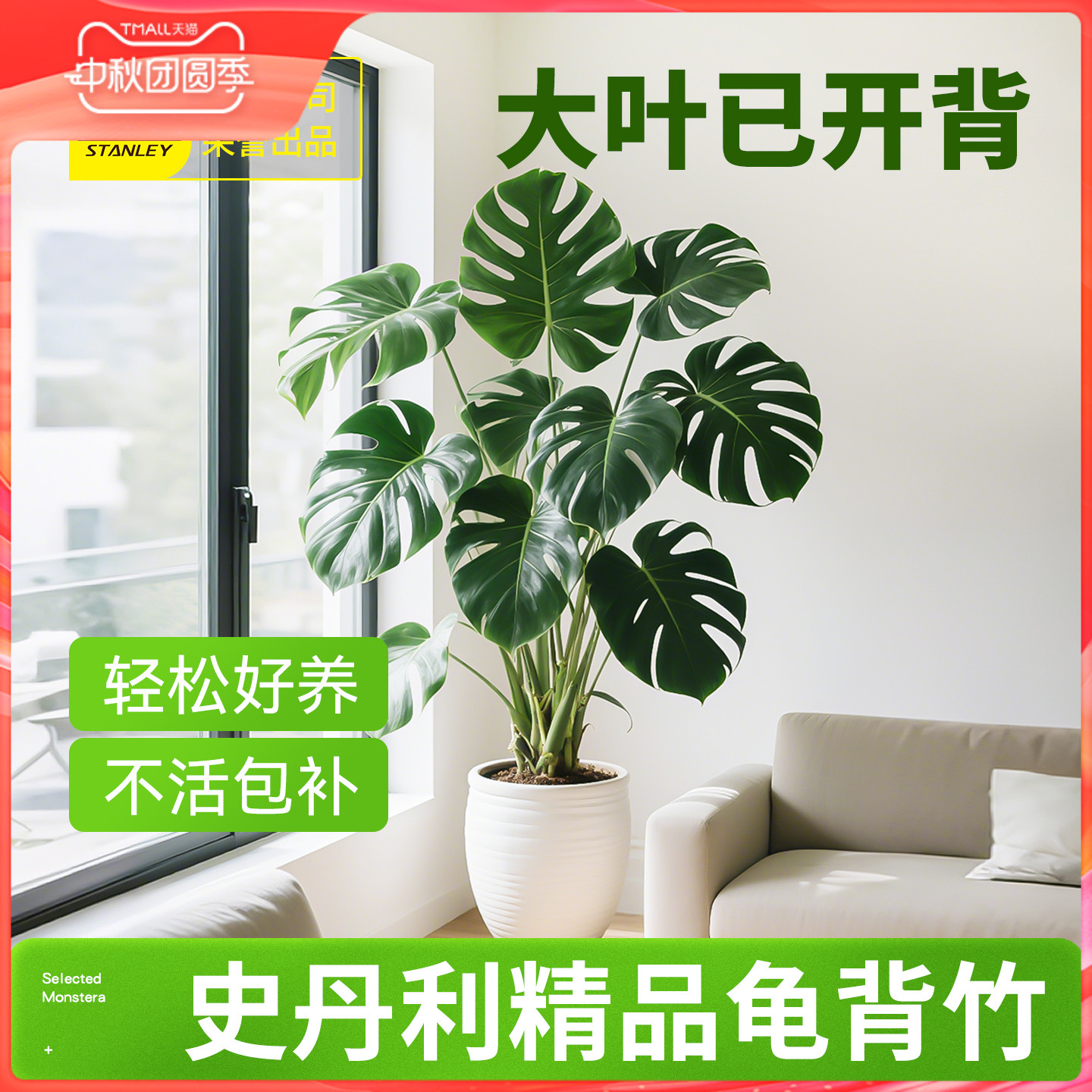 史丹利精品龟背竹盆栽开背送到家