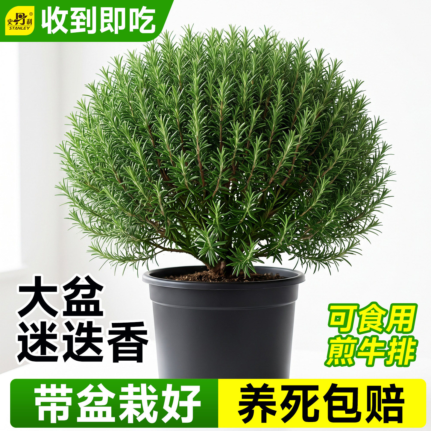 史丹利迷迭香盆栽可食用桌面绿植图片