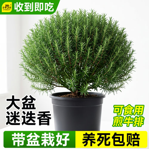 史丹利迷迭香盆栽可食用桌面绿植