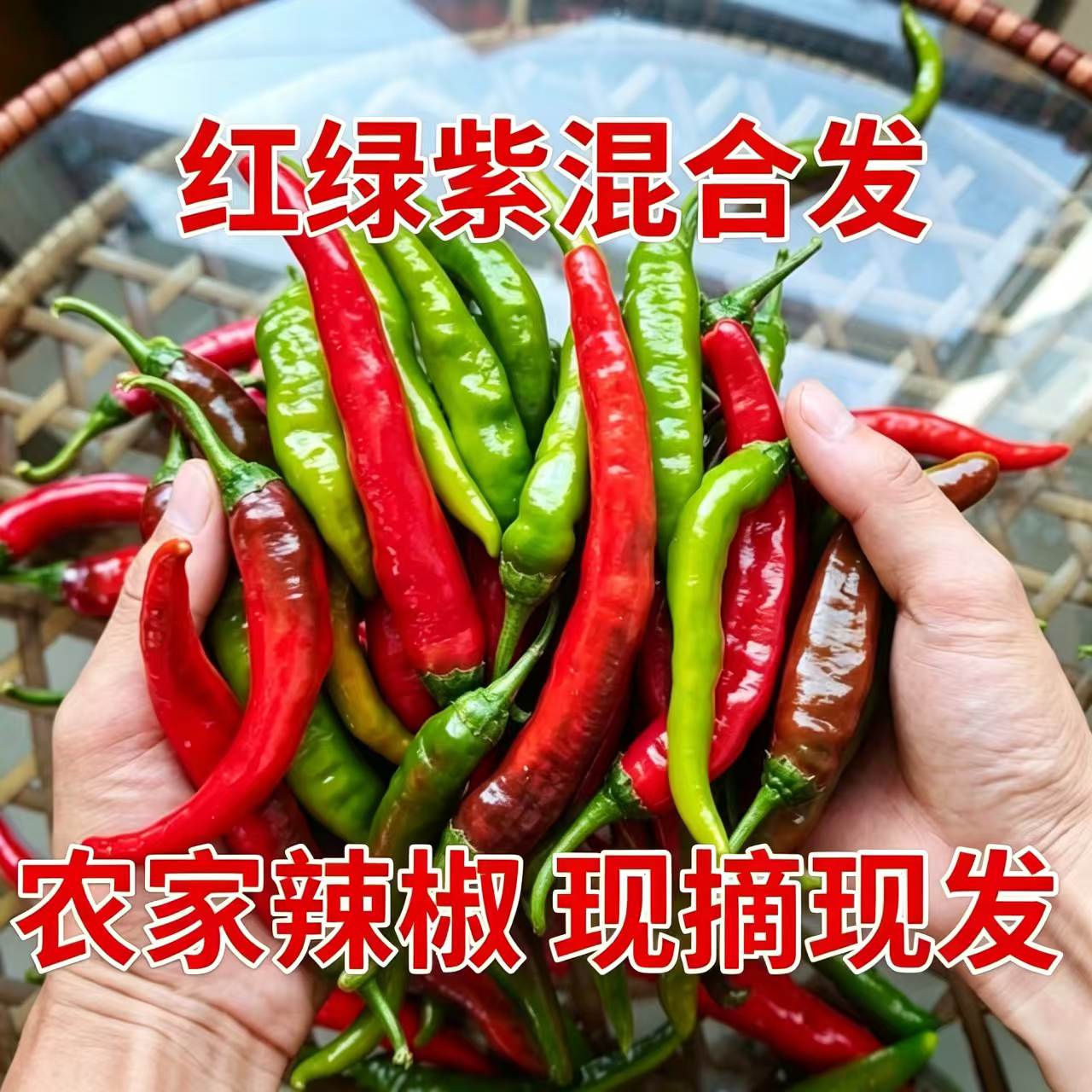 产地现摘农家红绿辣椒美人椒微辣土辣椒适合泡椒剁椒辣椒酱批发