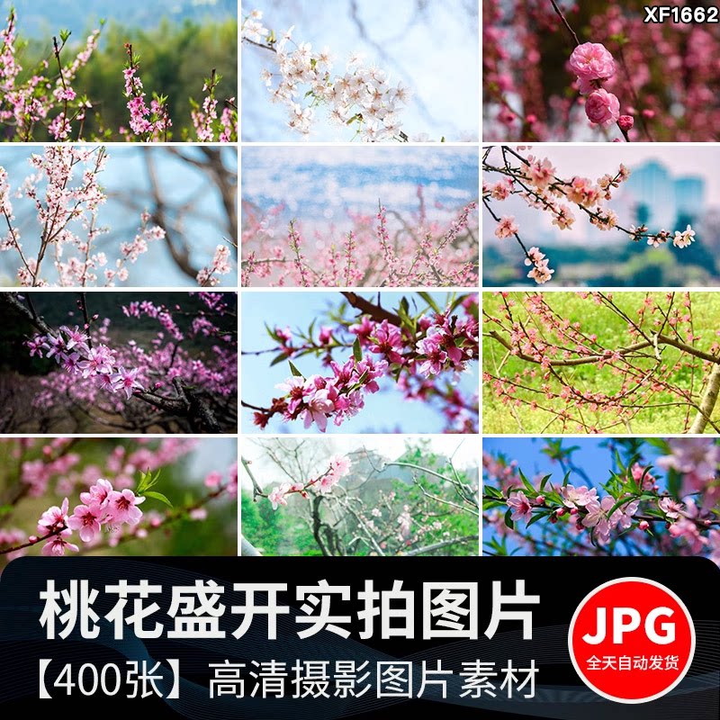 桃花盛开春暖花开春天风景花朵绽放鲜花自然植物高清JPG图片素材