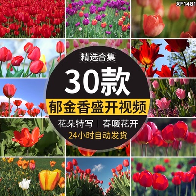 郁金香特写鲜花春天春季鲜艳花朵盛开田园春暖花开实拍短视频素材