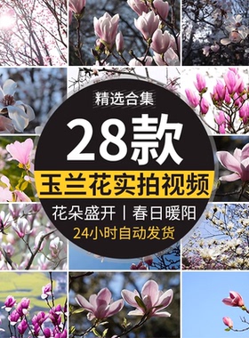 玉兰花实拍春天花朵洁白娇艳红色枝头花瓣花开盛开特写短视频素材