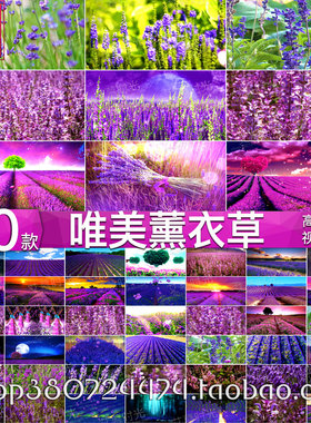 紫色薰衣草梦幻唯美花海 婚礼婚庆晚会舞台LED大屏幕背景视频