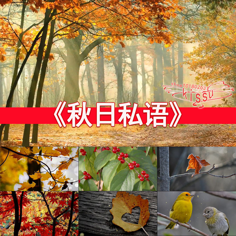 秋日私语钢琴唯美星光粒子枫叶小鸟红豆秋天落叶晚会led视频素材