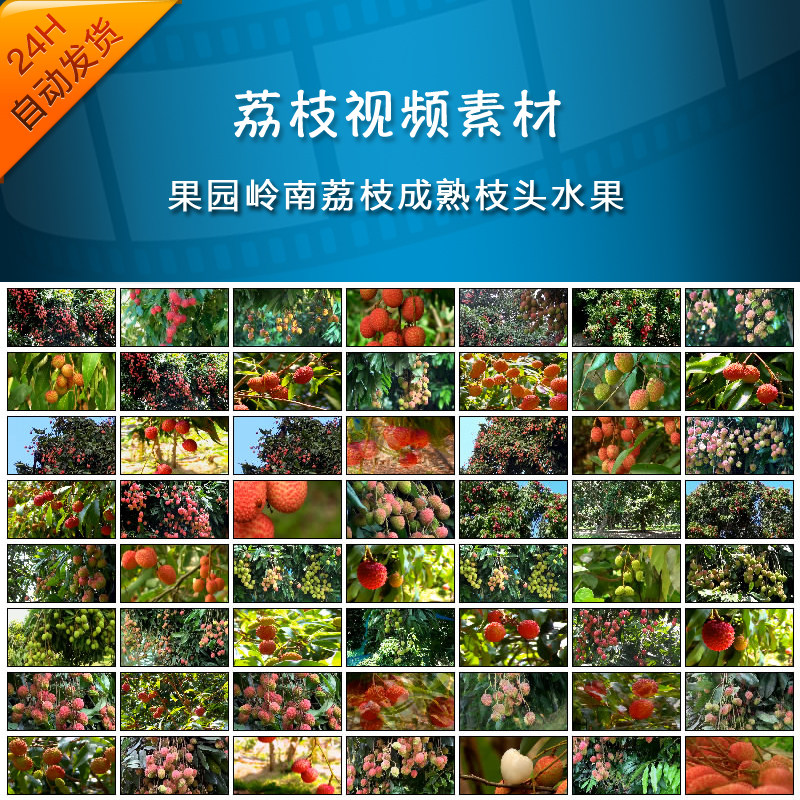 HD家乡荔枝红视频素材荔枝树果园岭南荔枝成熟枝头水果高清LED