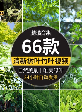4K小清新绿叶树叶自然风景竹叶春天唯美意境美景绿色叶子视频素材