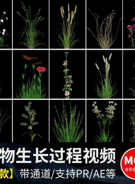 绿色植物自然生长过程鲜花绽放盛开花开延时透明通道MOV视频素材