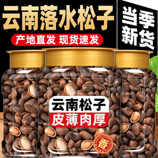 云南新鲜生松子落水松零食坚果原味孕妇坚果大颗粒松子2025年新货