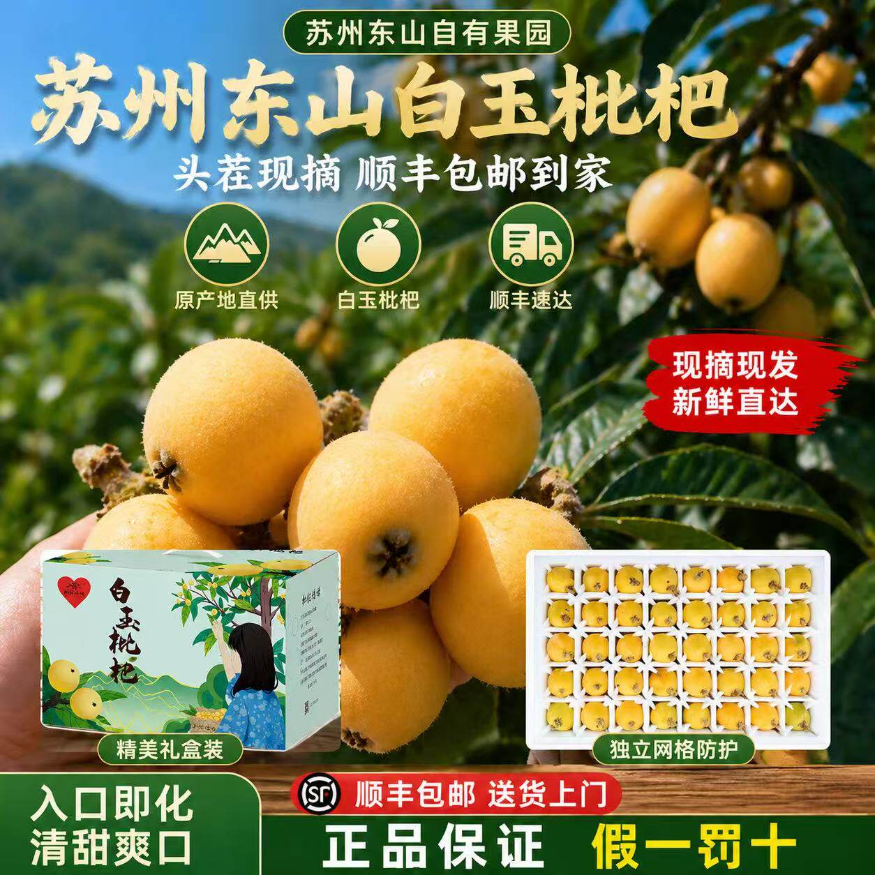 [72颗精品特大]苏州东山白玉枇杷新鲜采摘皮薄礼盒装五斤顺丰发货