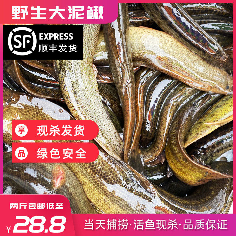 野生泥鳅水产新鲜活体鲜活现捕现杀食用大小黄鳅500g装2斤包邮