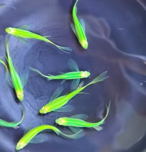 种鱼翡翠绿蝶翼斑马长鳍长尾小型热带淡水鱼皮实好养活4 5cm