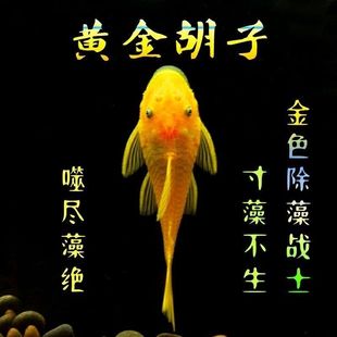 黄金胡子鱼茉莉豹鼠热带观赏工具鱼清缸除藻吸壁好养耐活清洁鱼