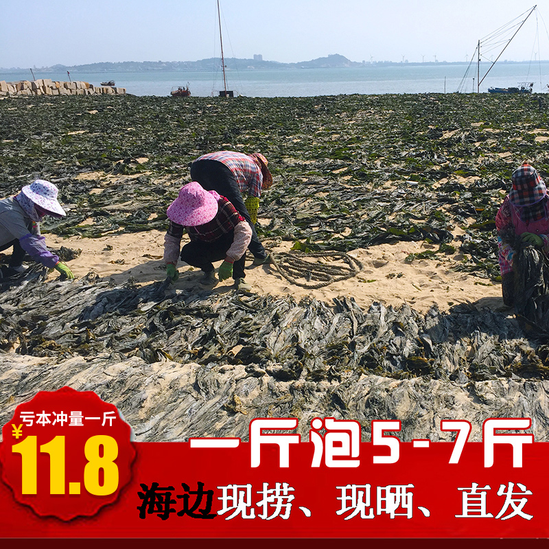 霞浦新鲜海带干货纯天然野生特级荣成海带头散装结片厚丝批发500g