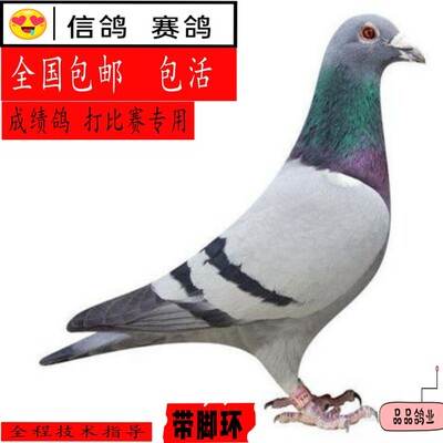 鸽子活一对银王鸽种鸽可繁殖小