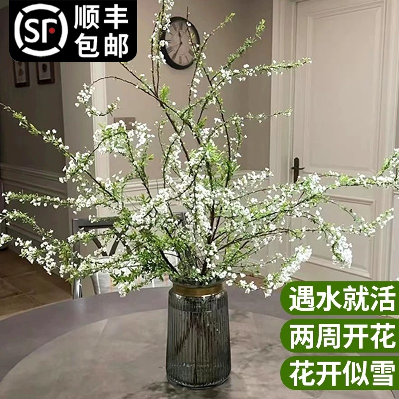 重瓣雪柳鲜枝龙柳干支枝盆栽水养水培植物鲜花卉室内遇水开花绿植,鲜花速递/花卉仿真/绿植园艺,绿植,淘宝优惠券,粉丝福利购,淘宝优惠卷