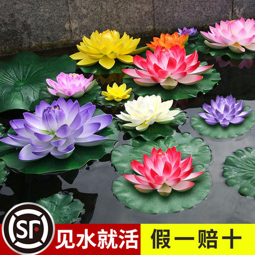 睡莲水培植物荷花池塘根块