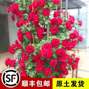 御用马车蔷薇花苗藤本月季庭院爬藤植物花卉阳台盆栽玫瑰四季种植