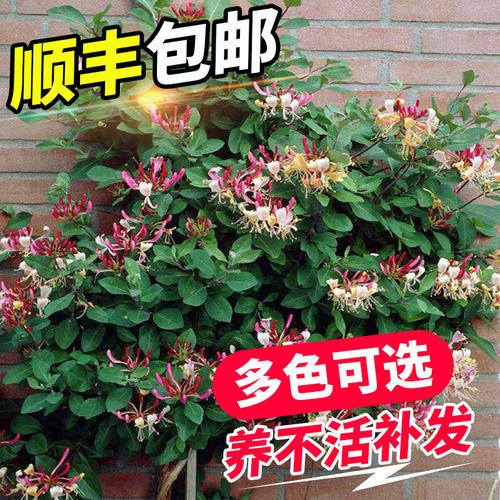 绿植吊兰耐寒金银花树苗爬藤植物