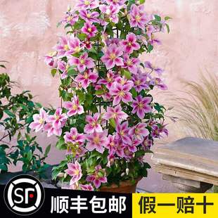 铁线莲爬藤植物庭院耐寒花卉乌托邦阳台四季开花攀援盆栽大河爬墙