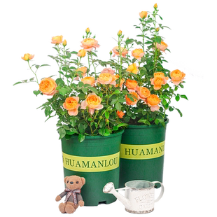 蔷薇花苗爬藤植物藤本月季特大花树阳台庭院花卉玫瑰盆栽四季种植