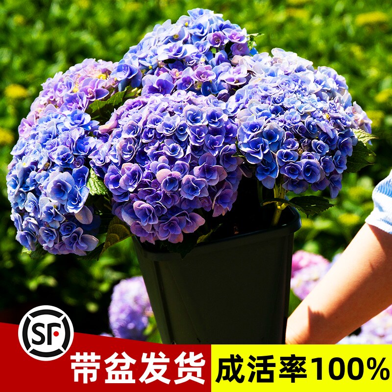 绣球花苗盆栽耐寒老桩四季开花卉无尽夏带花苞室内阳台庭院好养花