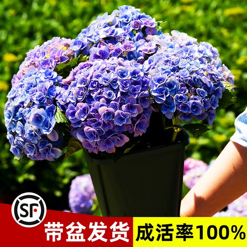 春曲花卉旗舰店绣球花