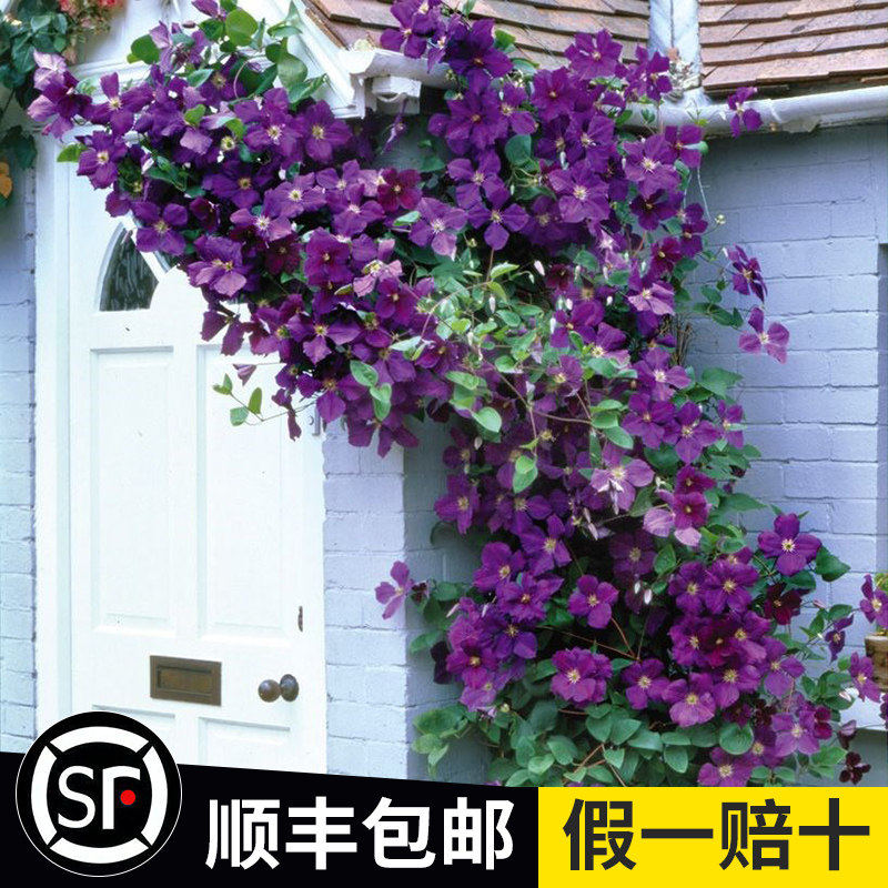 铁线莲爬藤植物庭院耐寒花卉乌托邦阳台四季开花攀援盆栽银币爬墙