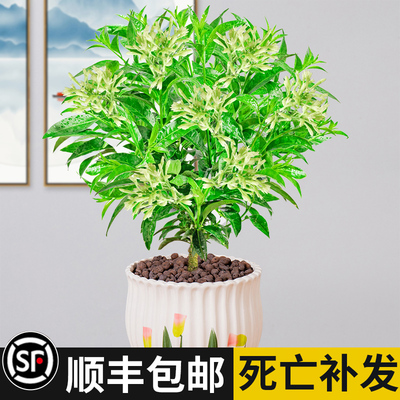 夜来香花树苗九里香盆栽
