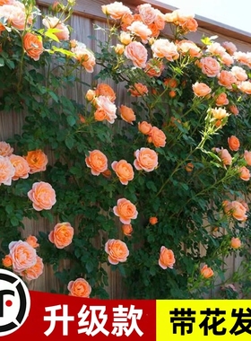 蔷薇花苗藤本月季花树大苗庭院爬藤植物阳台花卉爬墙玫瑰耐寒盆栽