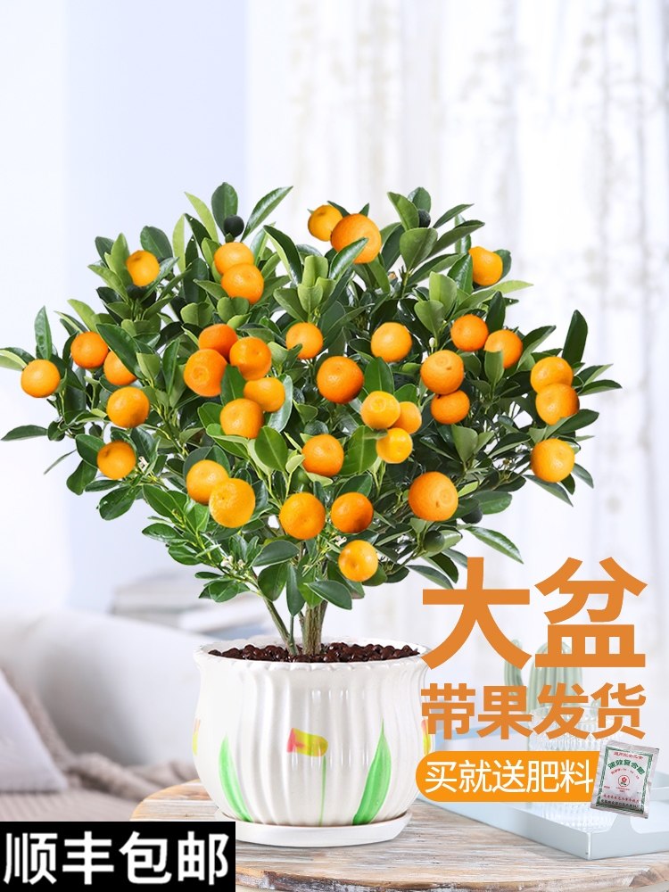 四季金桔树苗盆栽客厅耐寒植物可食用绿植盆景带果室内花卉年宵花,鲜花速递/花卉仿真/绿植园艺,绿植,淘宝优惠券,粉丝福利购,淘宝优惠卷