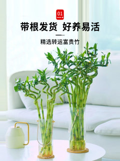 富贵竹转运竹水培植物带根发货办公室内客厅盆栽好养易活水养植物