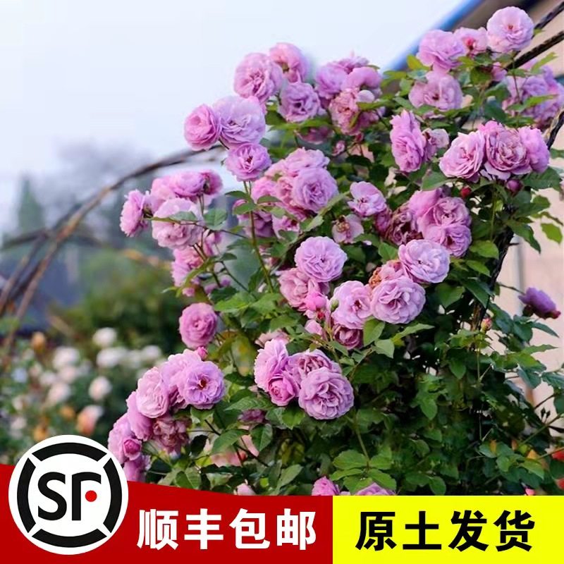 薰衣草花环蔷薇花苗藤本月季庭院爬藤植物阳台盆栽玫瑰四季种植