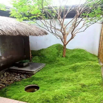 鲜活青苔苔藓植物微景观水陆雨林缸造景盆景园林庭院铺面假山植物