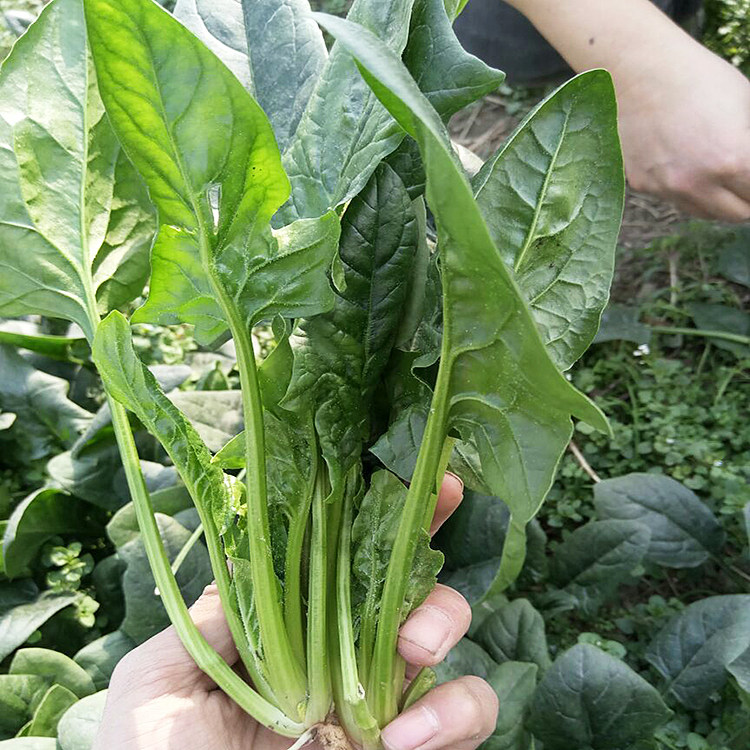 老品种小叶菠菜种孑籽小尖叶本地土菠菜农家菜园阳台盆栽蔬菜种子