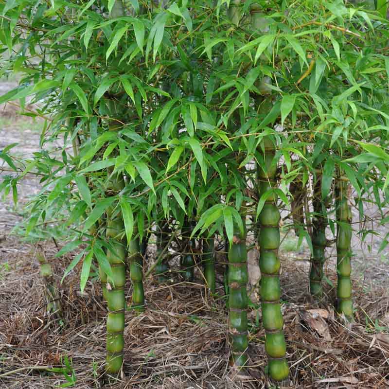 佛肚竹盆栽佛竹罗汉竹矮化竹苗盆景葫芦竹阳台室内观赏绿植竹子苗 鲜花速递/花卉仿真/绿植园艺 绿植 原图主图