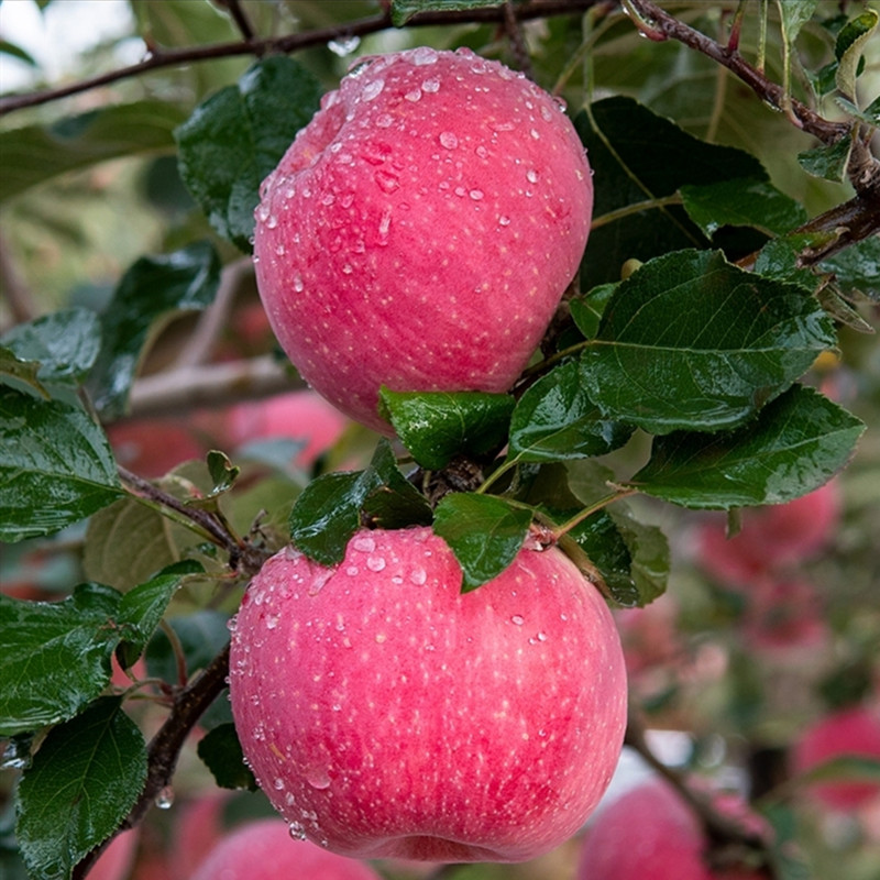 现摘发洛川红富士脆甜多汁