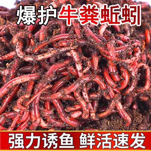 钓鱼蚯蚓新鲜活饵爆护利器
