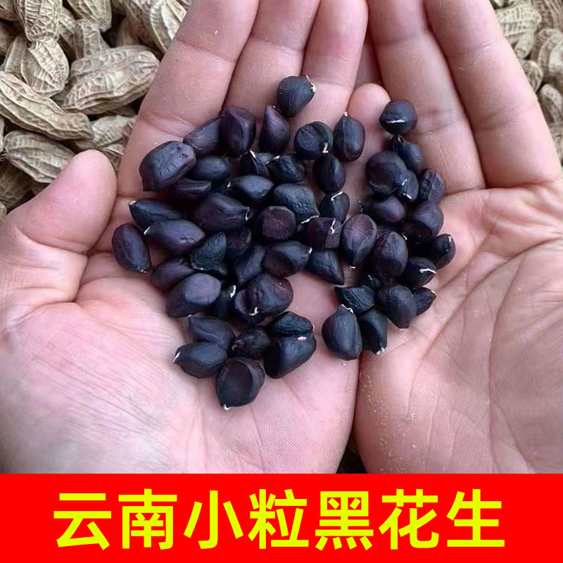 带壳西双版纳云南富硒黑花生图片
