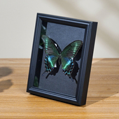 清仓处理微瑕中空2厘米立体相框蝴蝶标本框 DIY手工纪念画框摆台