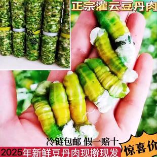 正宗灌云豆丹肉新鲜豆丹连云港活豆丹豆单活豆虫高蛋白食用昆虫