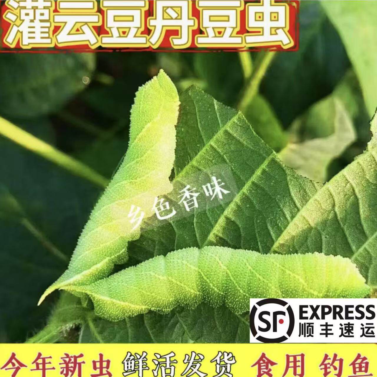 活豆虫灌云豆丹大青虫猪儿虫芝麻虫豆虫黄豆虫豆天蛾老虎虫鲶鱼饵