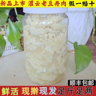 连云港特产灌云豆丹肉新鲜入节豆单下蜇豆虫新鲜老豆丹肉1斤包邮
