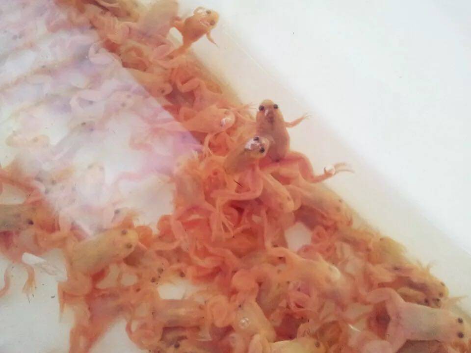 金蛙金蟾活体淡水鱼冷水鱼金龙鱼观赏宠物六角恐龙的小伙伴可混养